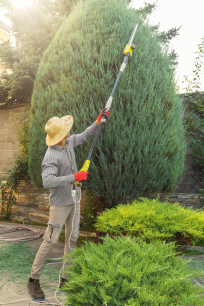 Best Tree Fertilization  in Canby, MN